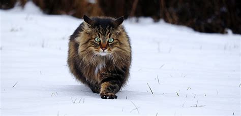 Norwegian Forest Cat Cat Breed Information Characteristics And Facts