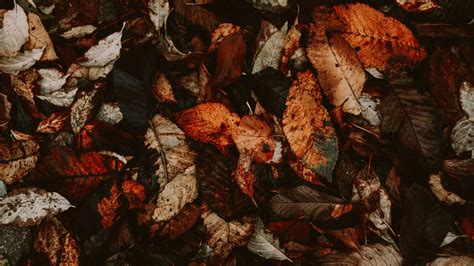 Download Wallpaper 3840x2160 Foliage Autumn Leaves Dry Fallen 4k