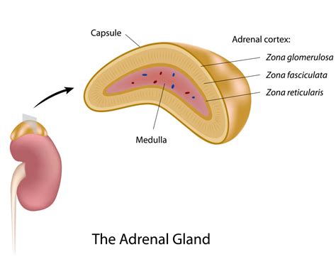 Adrenals Function Of Adrenals