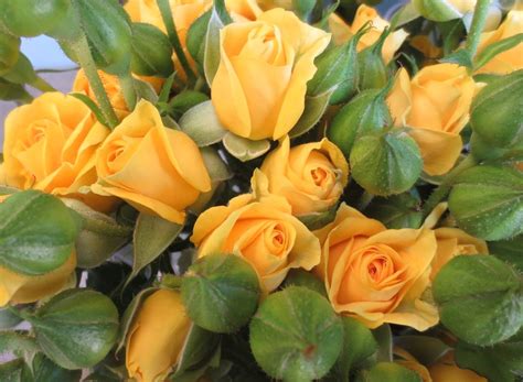 Yellow Babe Spray Roses Flowers Rose
