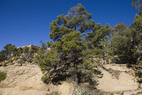 Two Needle Pinyon Pine Tree Photograph By Jason O Watson