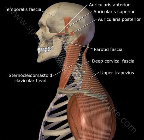 The Sternocleidomastoid Muscle And Its Channel Relationships