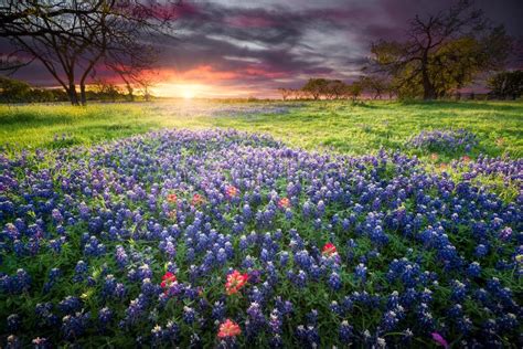 Spanish priests collected the seeds and. Bluebonnets Dans Le Pays De Côte Du Texas Image stock ...