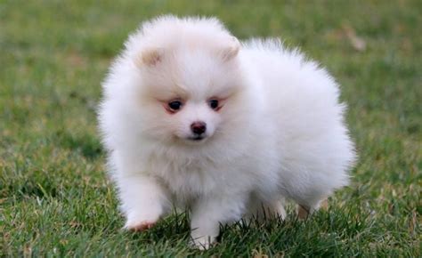Pomeranian Puppy Cute White Puppies Price