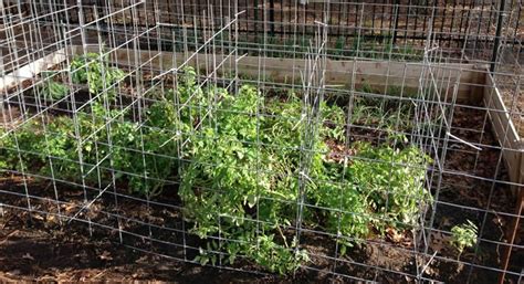 5 Ways To Stake Tomatoes For A Bountiful Tomato Harvest Plant