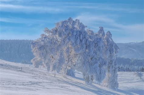 Black Forest Winter Landscape Snow Free Photo On Pixabay