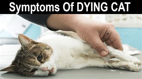 Dying Cat Symptoms How To Know If Your Cat Is Going To Die