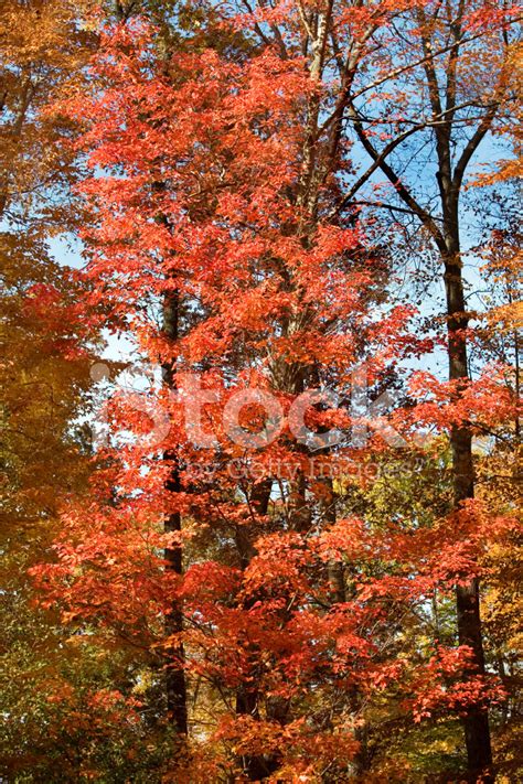 Fall Foliage Autumn Leaves Forest Stock Photos