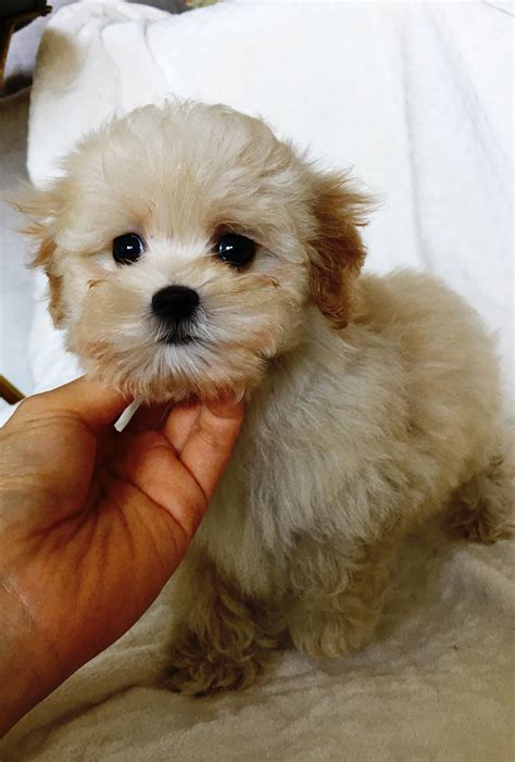 Teacup Maltipoo Puppy For Sale Los Angeles Ca Iheartteacups