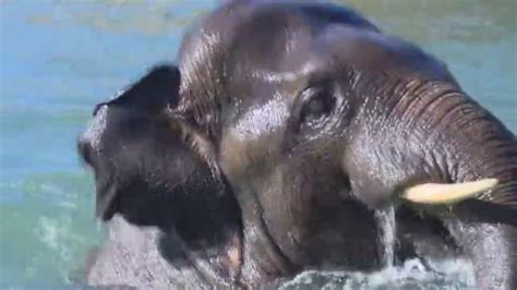 Elephant Habitat Expansion At The Houston Zoo Youtube