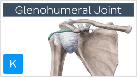 Glenohumeral Shoulder Joint Definition Human Anatomy Kenhub