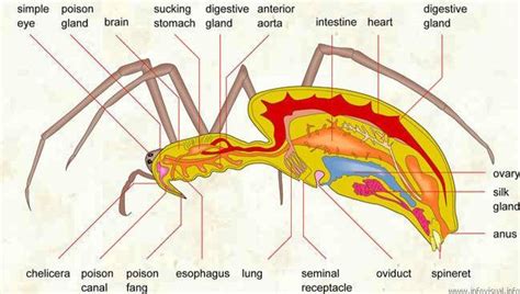 The Digestive System And Its Arthropoda Phylum Digestive System