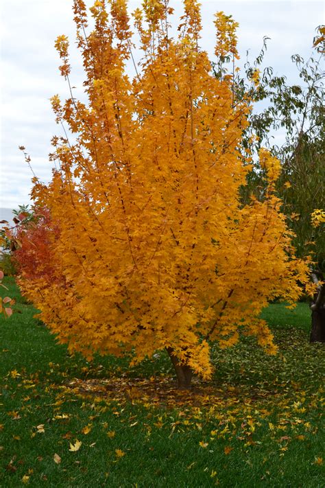 Kansas City Gold Shantung Maple Introduced By Grimms Gardens Lawn