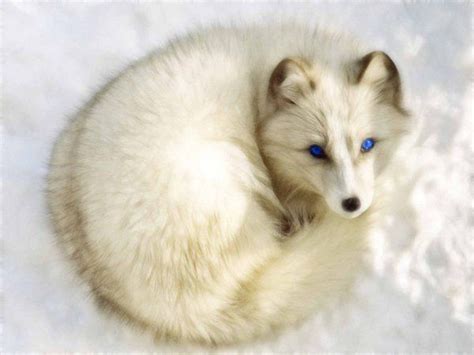 Blue Eyed Fox Animales Perros Animales Y Perros