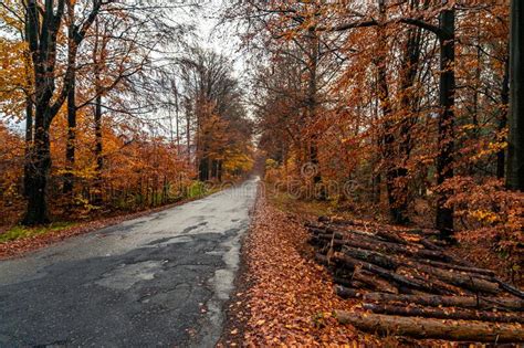 Asphalt Road In The Orange Autumn Forest Stock Photo Image Of Leaf