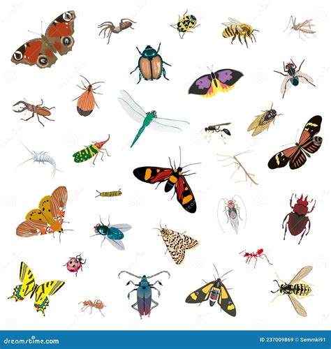 Vector Set Of Various Insects Isolated Object Of Beetlefly