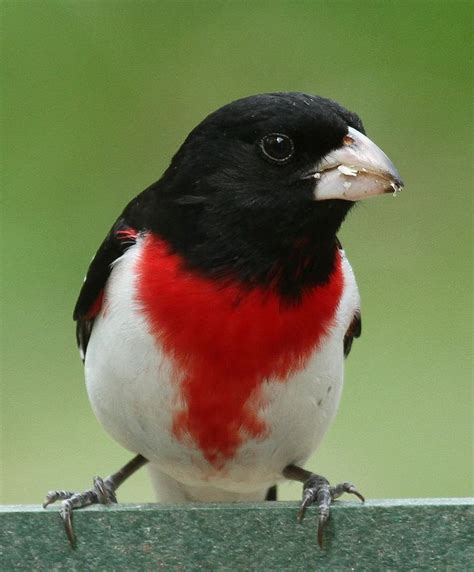 ムネアカイカル Rose Breasted Grosbeak Pheucticus Ludovicianus Beautiful