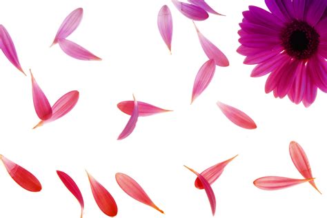 Images Gratuites Plante Feuille Fleur Violet Pétale Floral