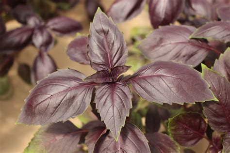 Purple Basil Plant Home Decor