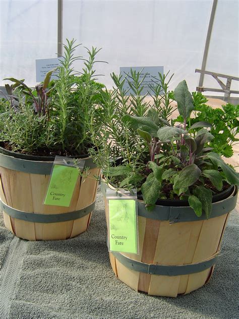 Upcoming garden exhibitions & fairs. Country Fair Garden Bowls | Plants, Fresh herbs, Herbs