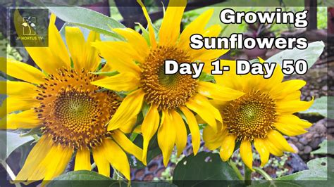 How To Grow Sunflowers Day Day Sunspot Dwarf Sunflowers Youtube