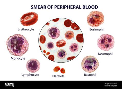 Illustration Showing Different Types Of Blood Cells Erythrocytes