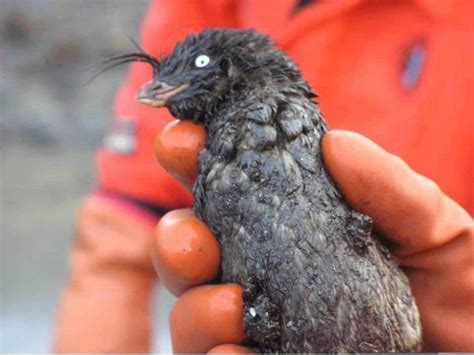Free Picture Oiled Crested Auklet Bird Hands