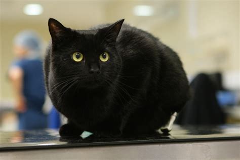 Please suggestion more social for us, we will add to here. Black Panther Causes Spike in Popularity Of Black Cats ...