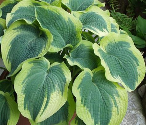 Hosta Northern Exposure All Information You Need To Know About