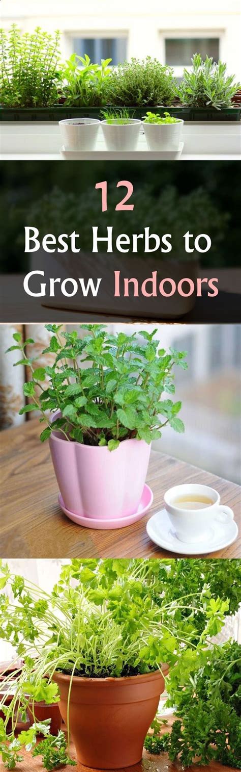 Garden Tips Starting An Indoor Herb Garden Find Out 12 Best Herbs To