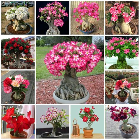 2pcs True Adenium Plants Exotic Mixed Desert Rose Bonsai Potted Flowers