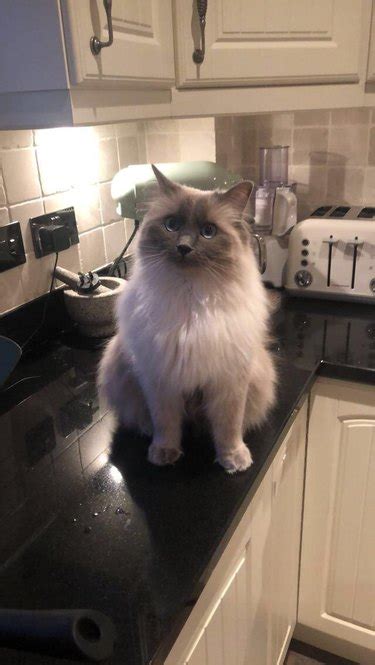 17 Of The Prettiest Ragdoll Cats On The Internet Cuteness