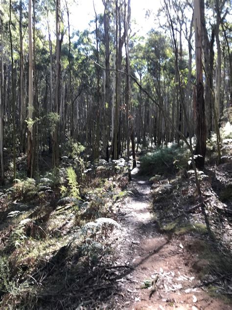 Wombat Forest Woodend Mountain Biking Trails Trailforks