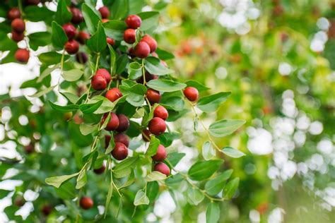 Jujube Tree What Benefits How To Eat Its Fruits Ace Mind