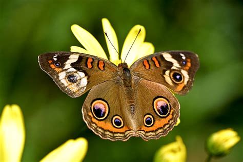 Common Buckeye Butterfly Stock Photos Pictures And Royalty Free Images