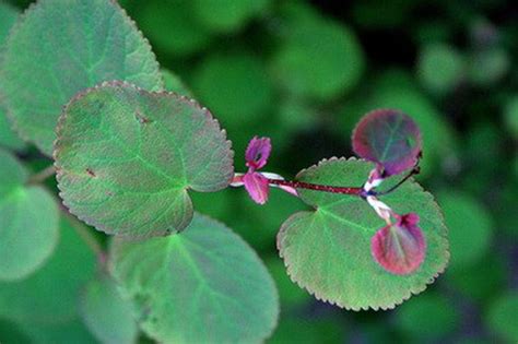 Five Perennials With Heart Shaped Leaves