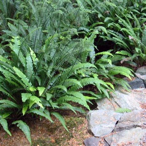 Deer Ferns Lining A Path Native Plant Guide Native Plants Shade