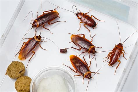 Cockroach is the common name of about 4,000 species. Palmetto Bug VS Cockroach: What's The Difference? (Sep. 2020)