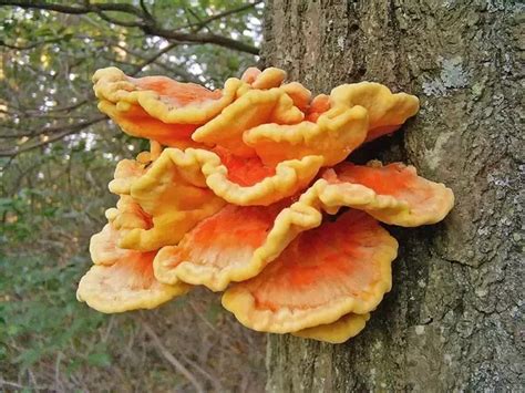 Are Colorful Wild Mushrooms More Toxic Than Non Colorful