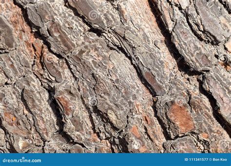 Rough Texture Of Tree Barks Stock Image Image Of Rough Lines 111341577