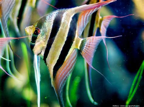 Aquascaping Peru Pterophyllum Altum Angelfish