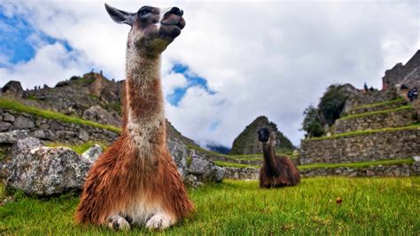 Tour Essential Peru Grand American Adventures Apd
