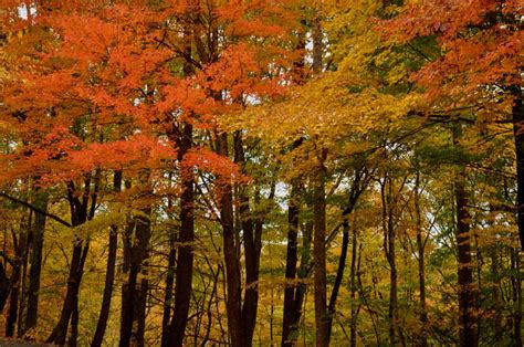 Great Smoky Mountains Fall Foliage Report 2016the Official