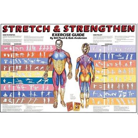 Anatomical Chart Company Stretch And Strengthen Chart School Locker