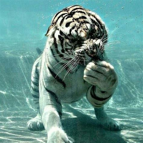 Dirk 在 Instagram 上发布：“🐯 I Love Diving 🐯 This White Tiger Is Doing A