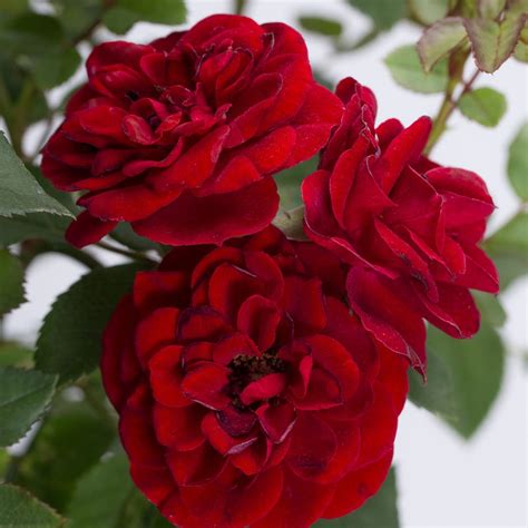 Red Sunblaze Miniature Rose Tree Form Garden Goods Direct