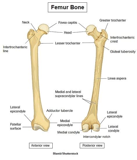 Femur Bone Anatomy Landmarks And Muscle Attachments Basic Anatomy And
