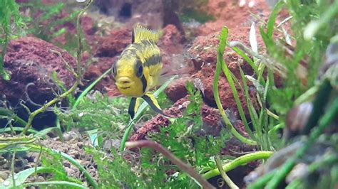 African cichlids in a healthy environment are prolific breeders. Cockatoo Cichlids Breeding in the Aquarium - YouTube