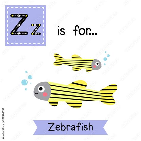 Z Letter Tracing Zebrafish Cute Children Zoo Alphabet Flash Card