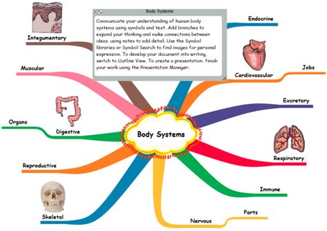 Mapas Mentais Body Systems Mind Map Human Body Systems Images And